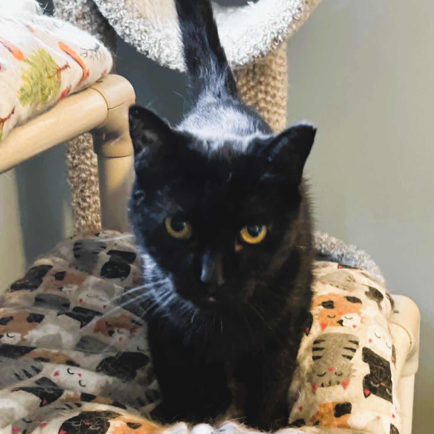 Enlarge Claudia, a ADOPTABLE Domestic Short Hair in Rochester, NY image 3/6