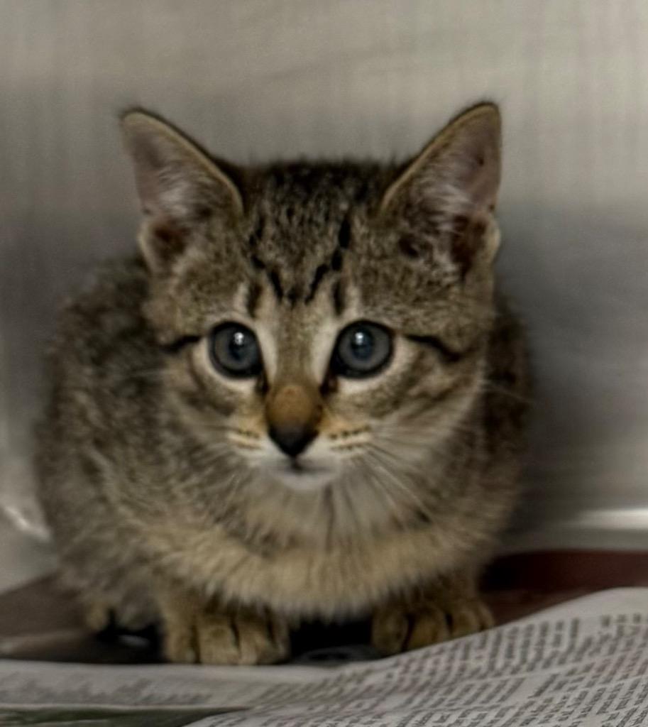 Boots, Adopted, Kitten Male Domestic Short Hair.