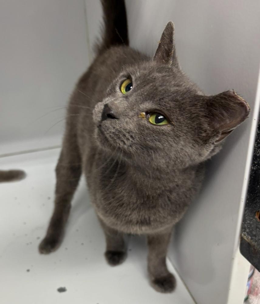 Lucille, Adoptable, Adult Female Domestic Short Hair.