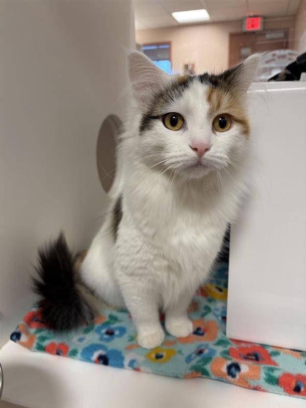 Enlarge Pixie, a Adoptable mixed breed in Great Falls, MT image 1/1