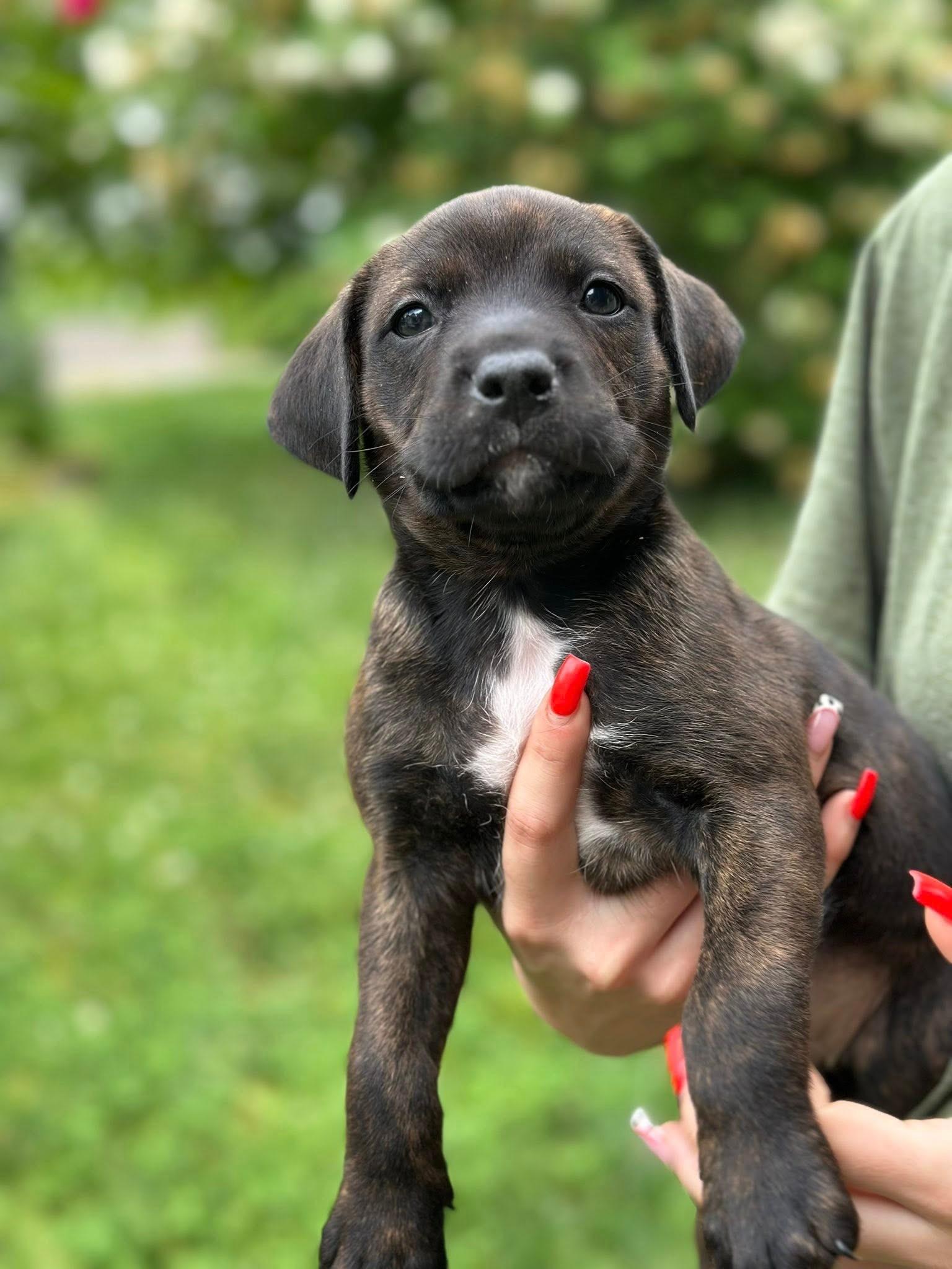 Enlarge Carson, a Adoptable mixed breed in Sparta , NJ image 1/1