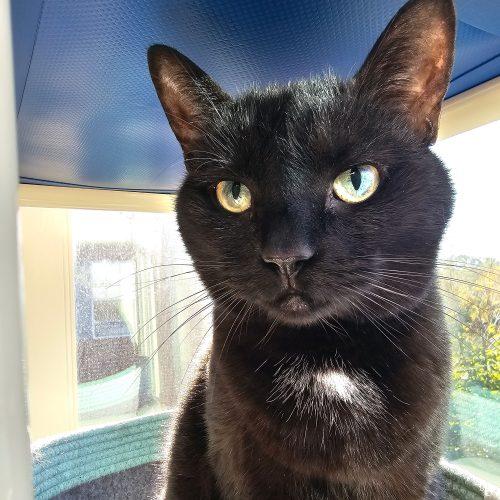 Marlie 4204C, Adoptable, Senior Female Domestic Short Hair.