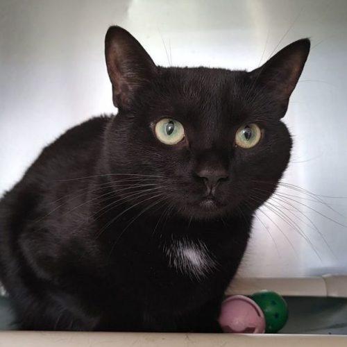 Enlarge Marlie 4204C, a Adoptable Domestic Short Hair in Frankfort, KY image 1/5