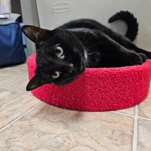 Enlarge Marlie 4204C, a Adoptable Domestic Short Hair in Frankfort, KY image 2/5