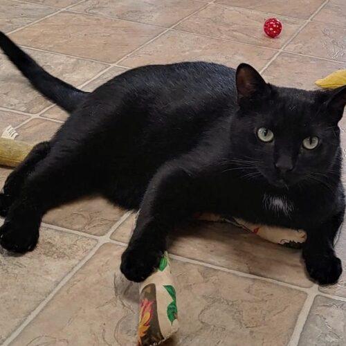 Enlarge Marlie 4204C, a Adoptable Domestic Short Hair in Frankfort, KY image 3/5
