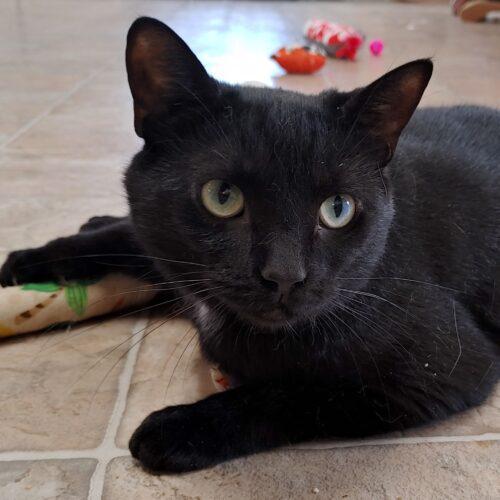 Enlarge Marlie 4204C, a Adoptable Domestic Short Hair in Frankfort, KY image 5/5