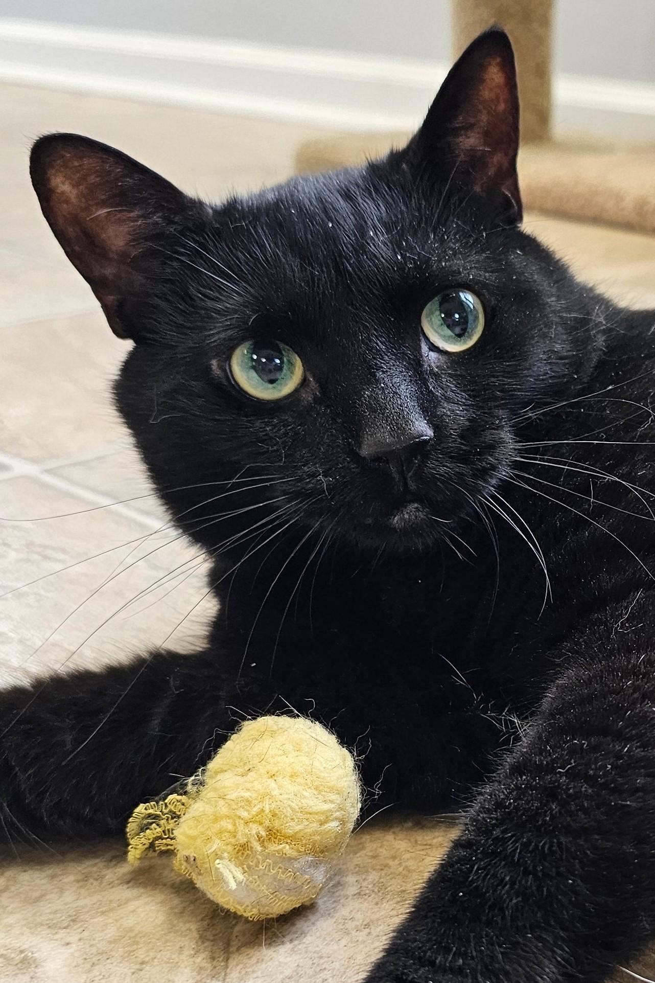 Enlarge Marlie 4204C, a Adoptable Domestic Short Hair in Frankfort, KY image 6/6