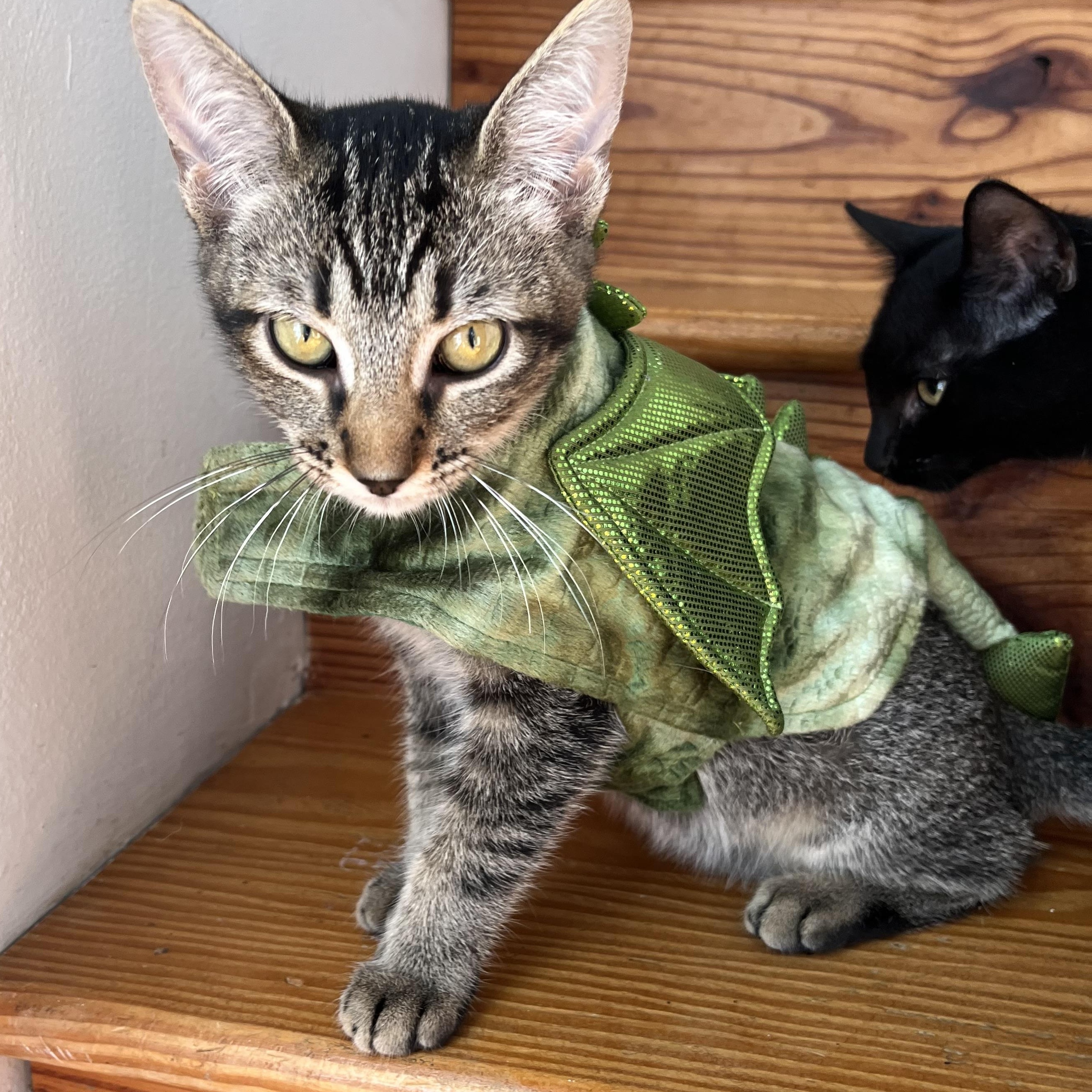 Enlarge Lexi, a Adoptable Domestic Short Hair in Mississippi State, MS image 5/6