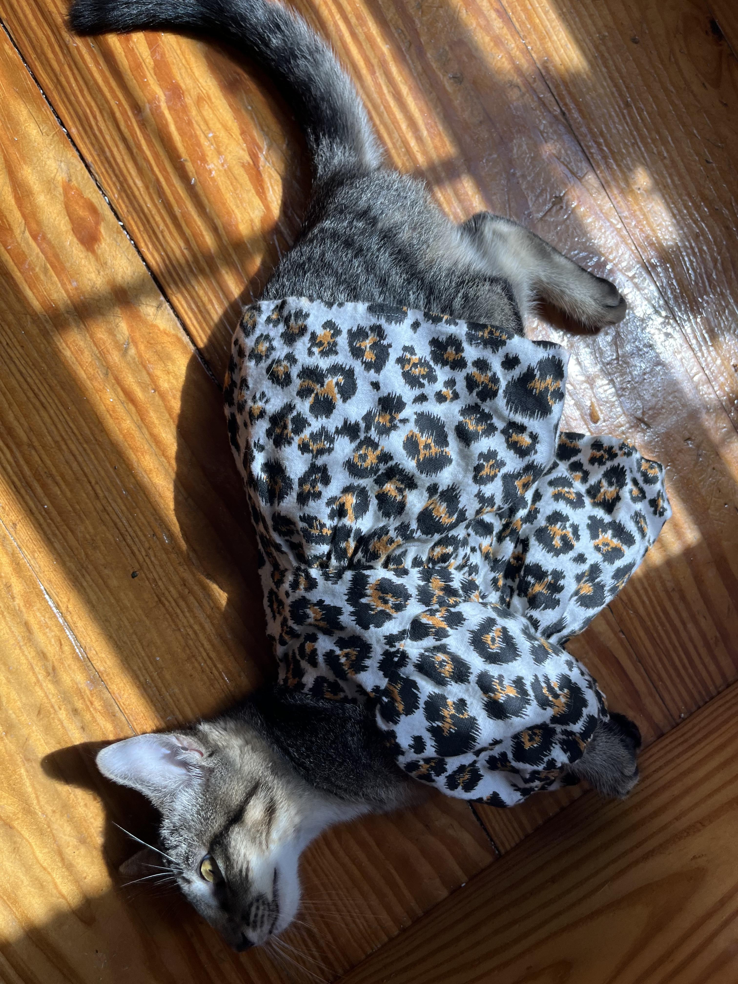 Enlarge Lexi, a Adoptable Domestic Short Hair in Mississippi State, MS image 2/6