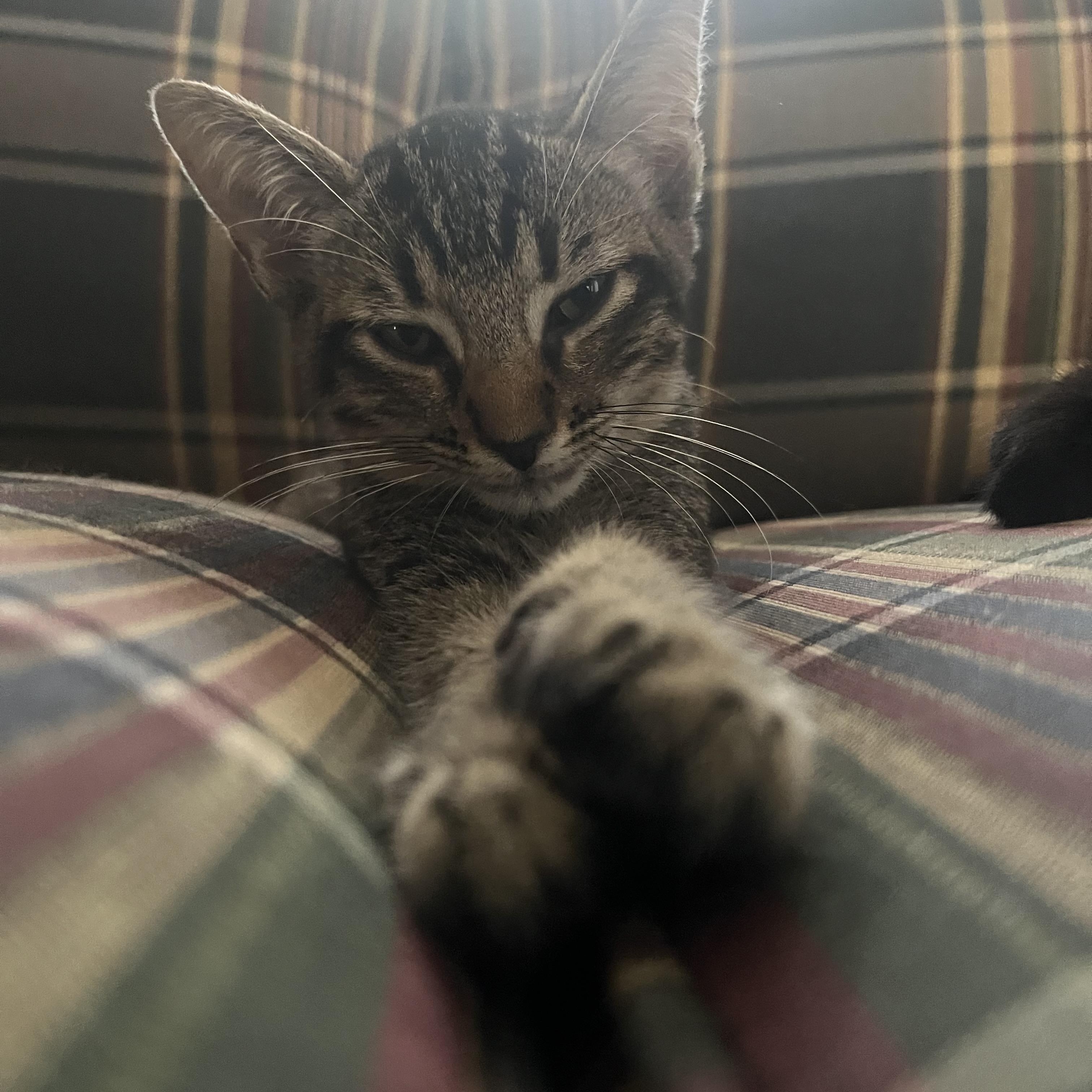 Enlarge Lexi, a Adoptable Domestic Short Hair in Mississippi State, MS image 3/6