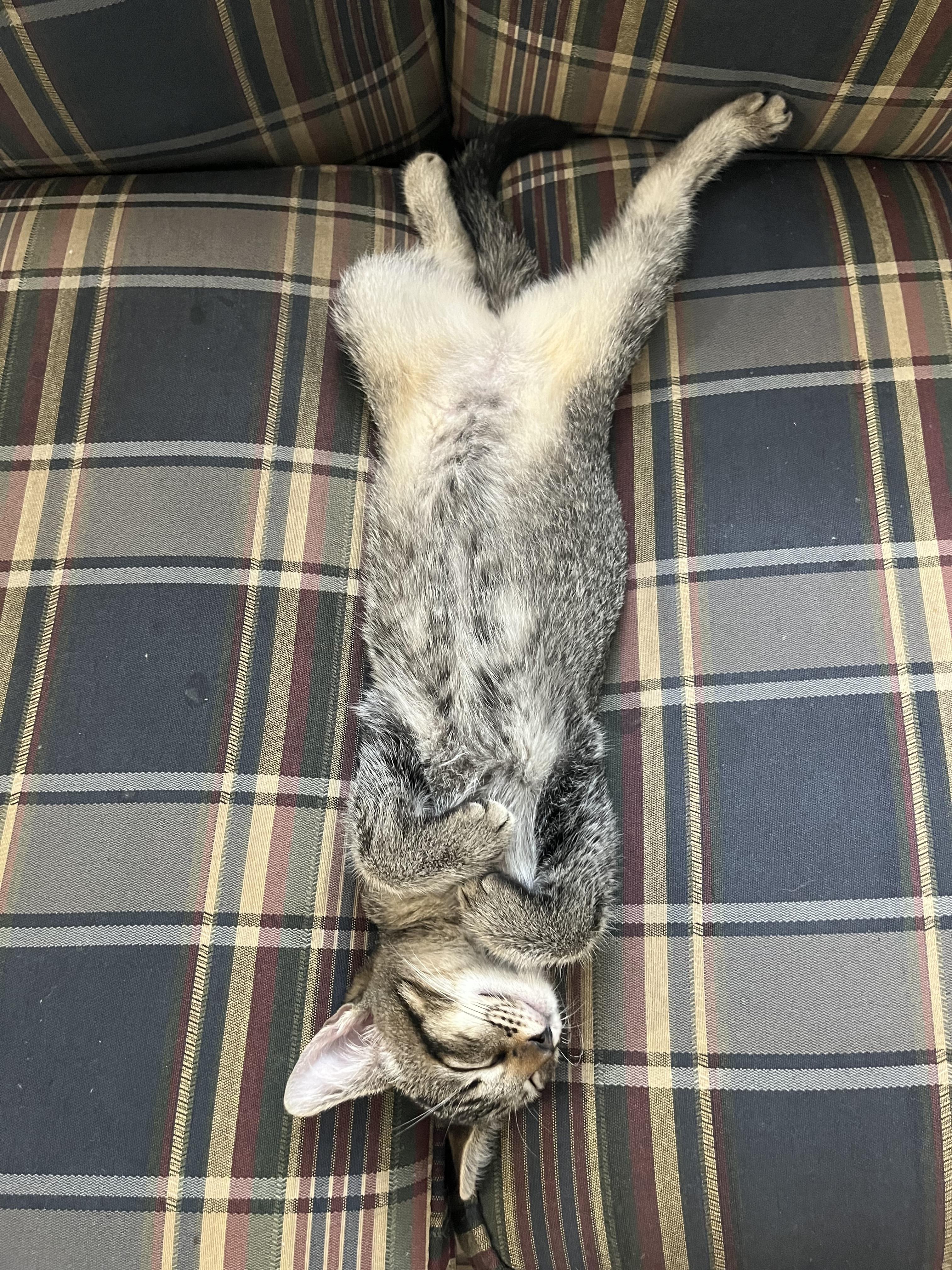 Enlarge Lexi, a Adoptable Domestic Short Hair in Mississippi State, MS image 4/6