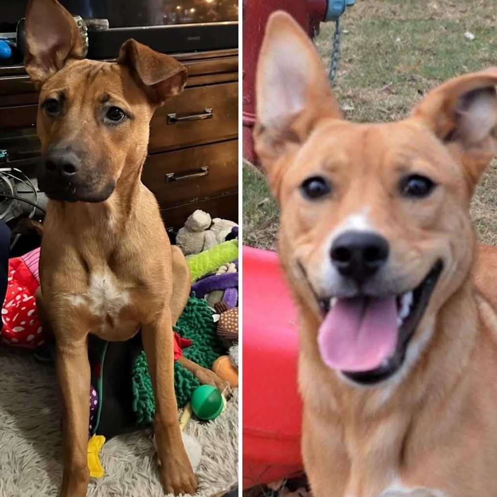 Enlarge Bella (and Bruno), a Adoptable mixed breed in Athens, AL image 4/6
