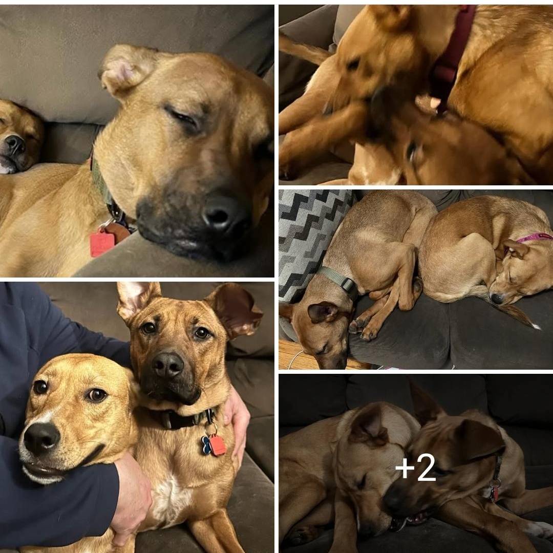 Enlarge Bella (and Bruno), a Adoptable mixed breed in Athens, AL image 2/6