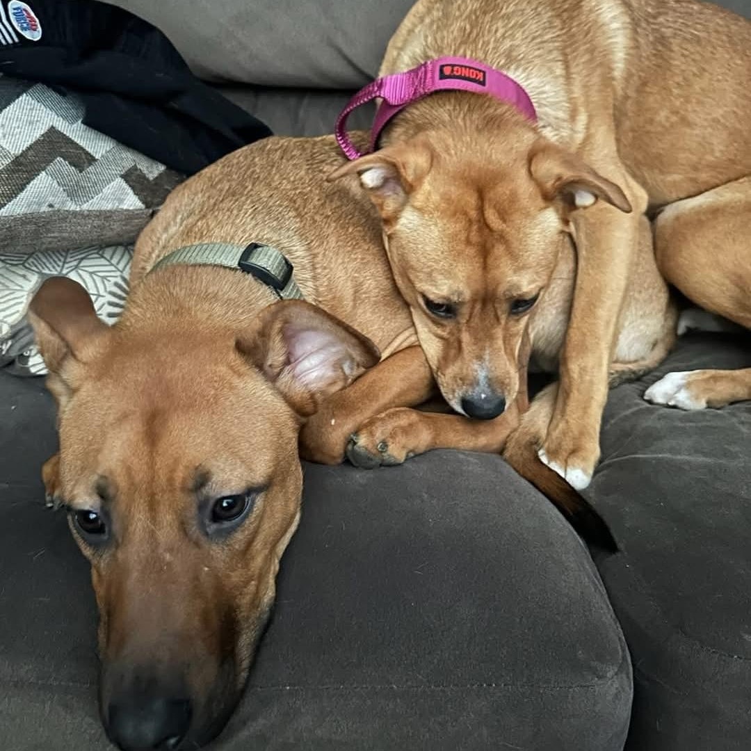 Enlarge Bella (and Bruno), a Adoptable mixed breed in Athens, AL image 5/6