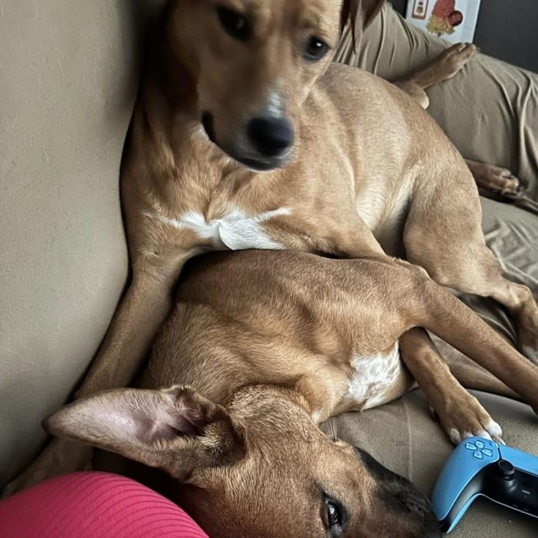 Enlarge Bella (and Bruno), a Adoptable mixed breed in Athens, AL image 6/6