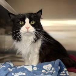 Lucy, Adoptable, Senior Female Domestic Medium Hair & Domestic Short Hair.