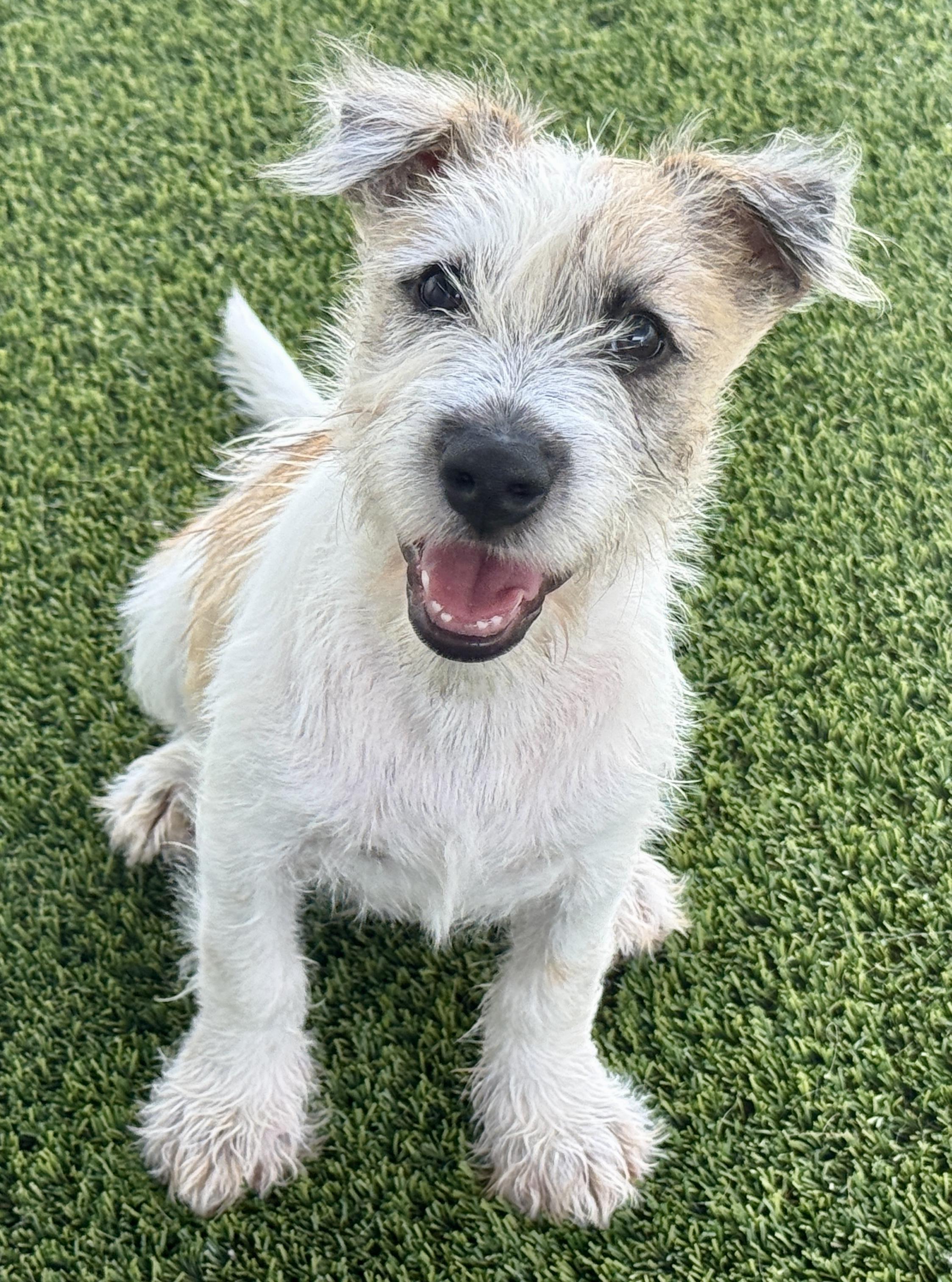 Enlarge Aladdin - my mom is 19 lbs and I look like her, a Adopted mixed breed in San Antonio, TX image 1/4