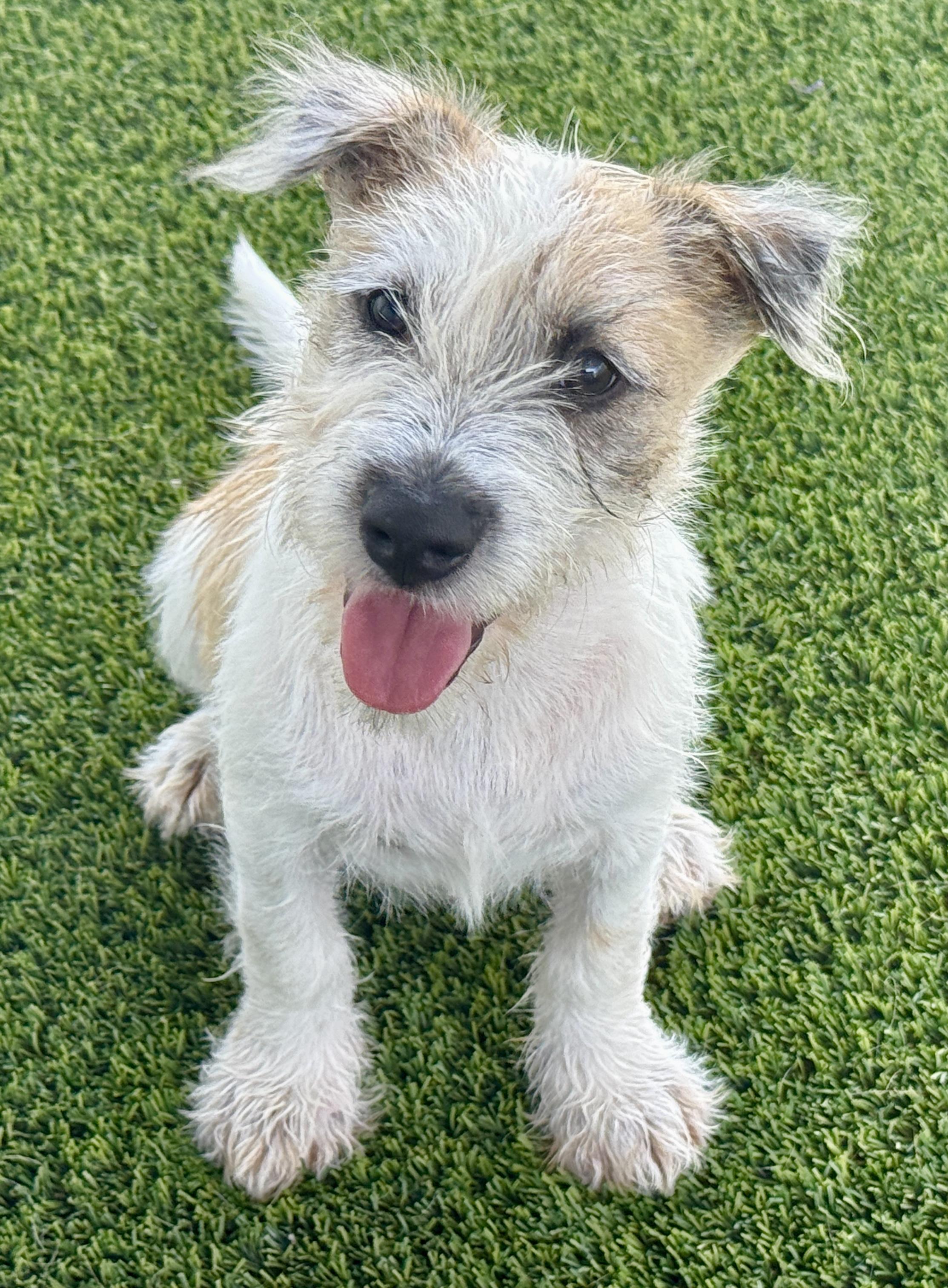 Enlarge Aladdin - my mom is 19 lbs and I look like her, a Adopted mixed breed in San Antonio, TX image 3/4