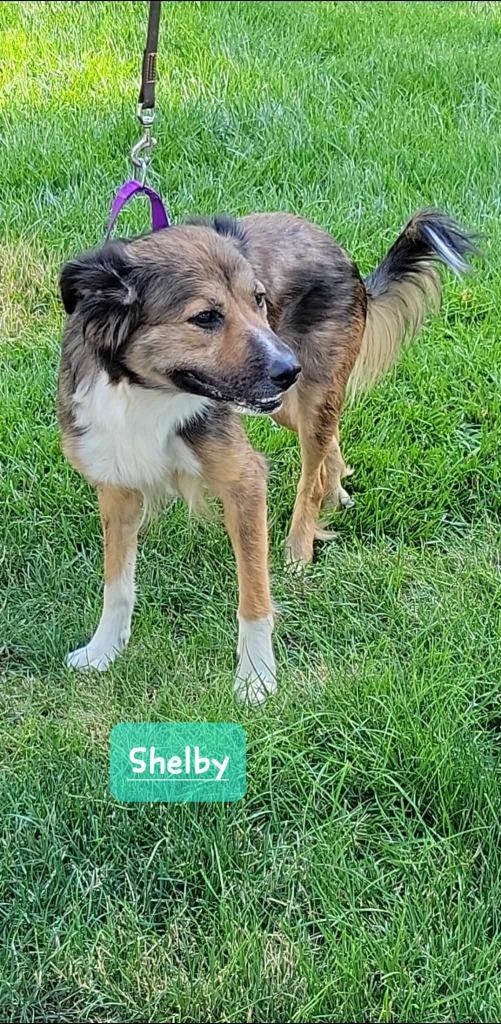 Enlarge Shelby, a Adoptable Australian Shepherd in Indianapolis, IN image 1/1