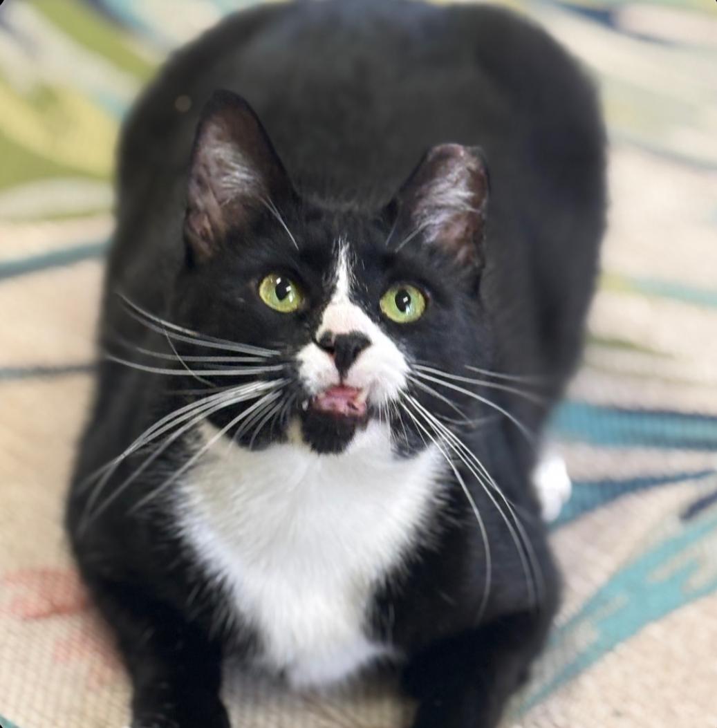 Durango, ADOPTABLE, Adult Male Domestic Short Hair.
