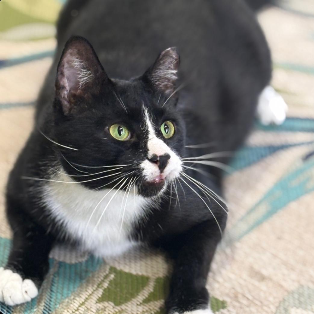 Durango, a ADOPTABLE Domestic Short Hair in Statesboro, GA image 2/3