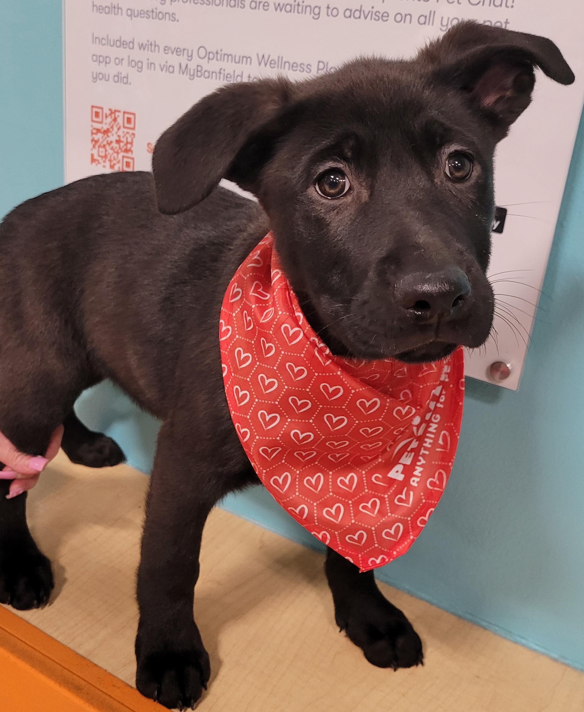 Lola, Baby Female Labrador Retriever