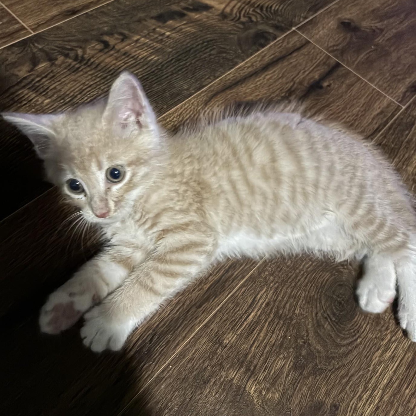 Enlarge Dune, a Adopted Domestic Short Hair in Mount Airy, NC image 5/5