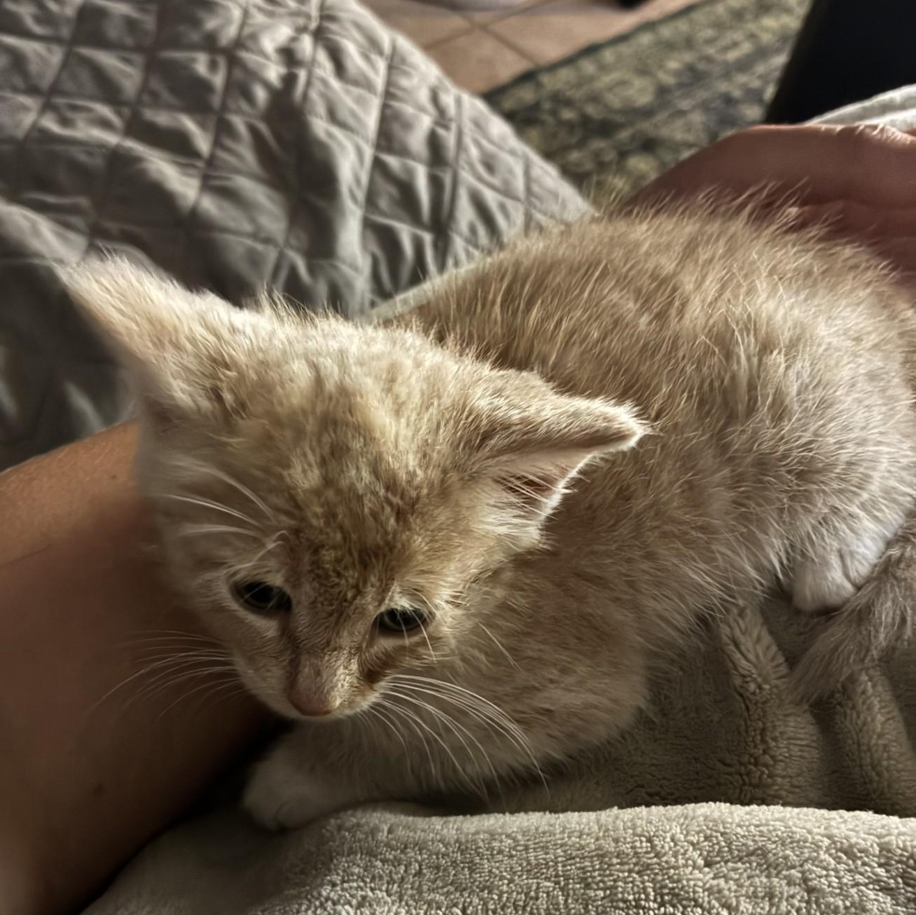 Enlarge Dune, a Adopted Domestic Short Hair in Mount Airy, NC image 3/5