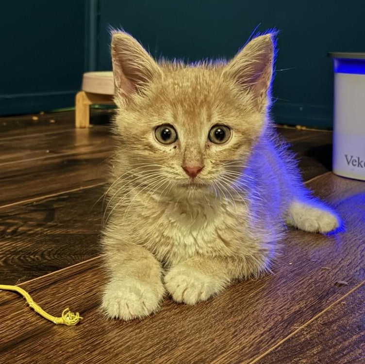 Dune, Adopted, Kitten Male Domestic Short Hair.