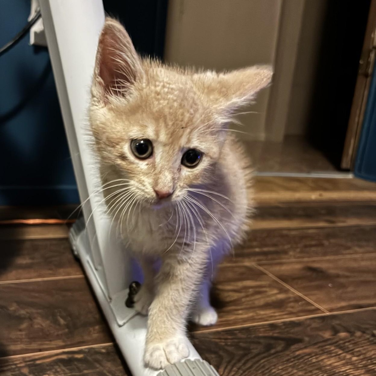 Enlarge Dune, a Adopted Domestic Short Hair in Mount Airy, NC image 2/5
