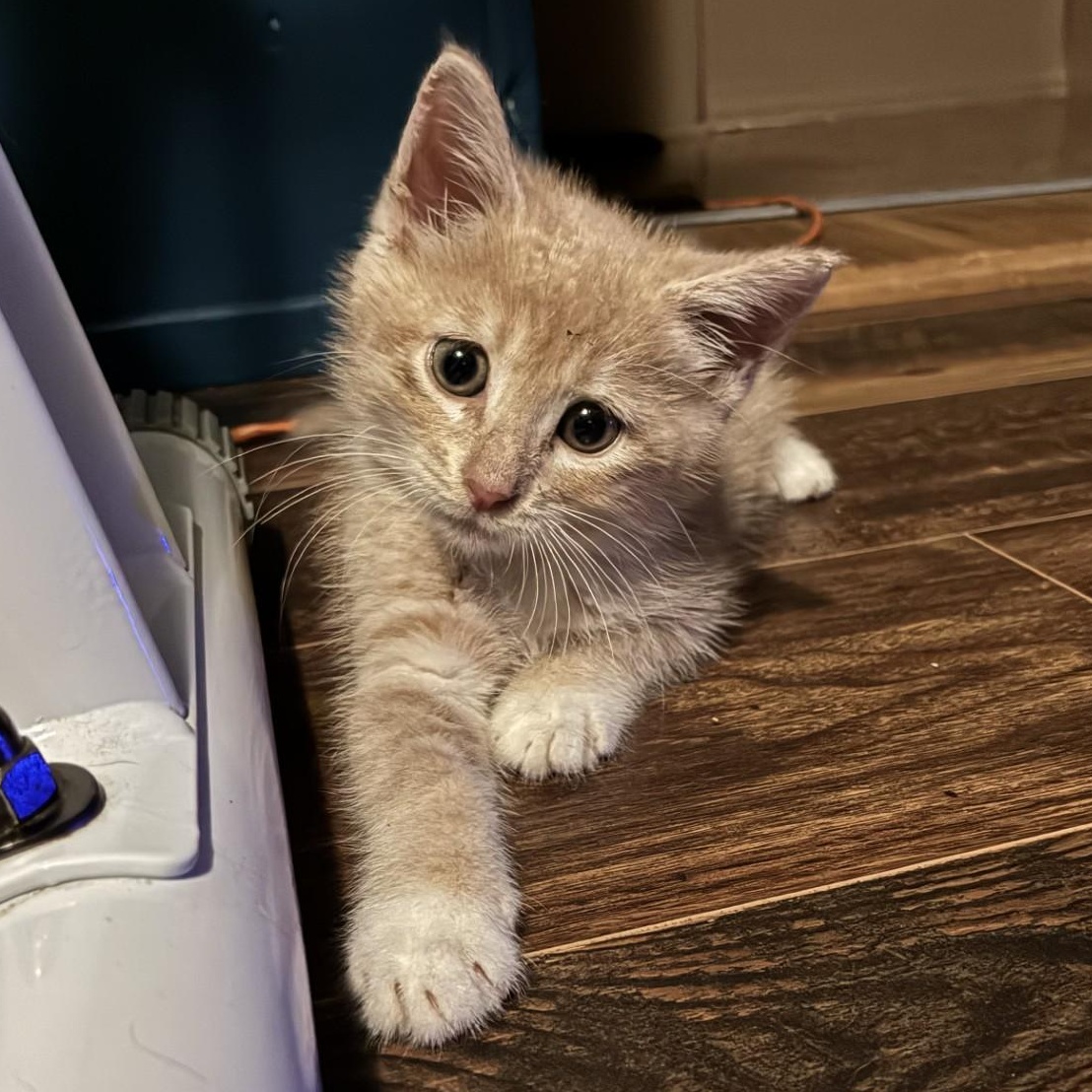 Enlarge Dune, a Adopted Domestic Short Hair in Mount Airy, NC image 4/5