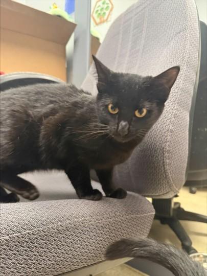 CRICKET, Adoptable, Young Female Domestic Short Hair.