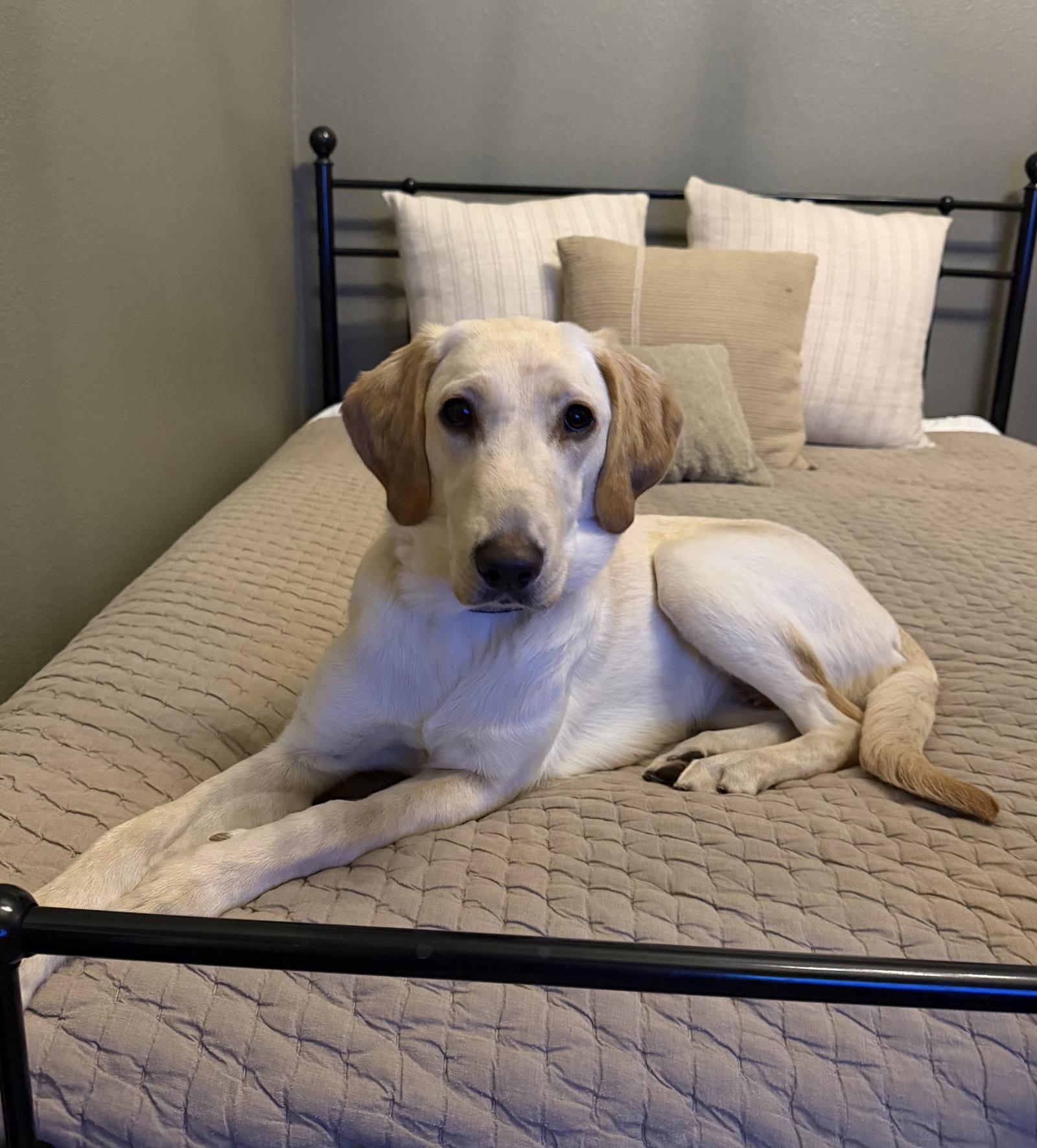 Enlarge Belle, a Adoptable Labrador Retriever in Denton, TX image 1/3