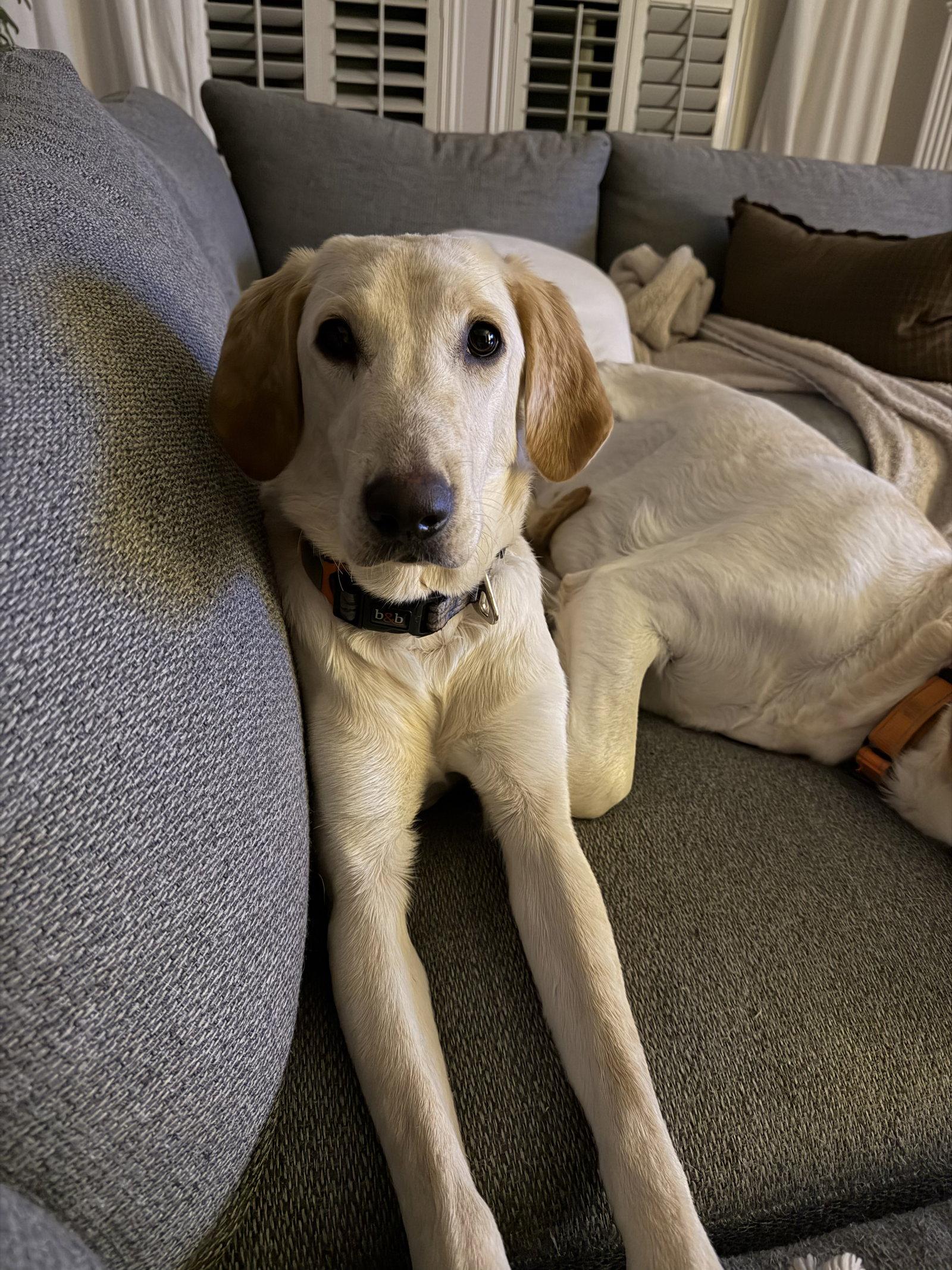 Enlarge Belle, a Adoptable Labrador Retriever in Denton, TX image 2/3