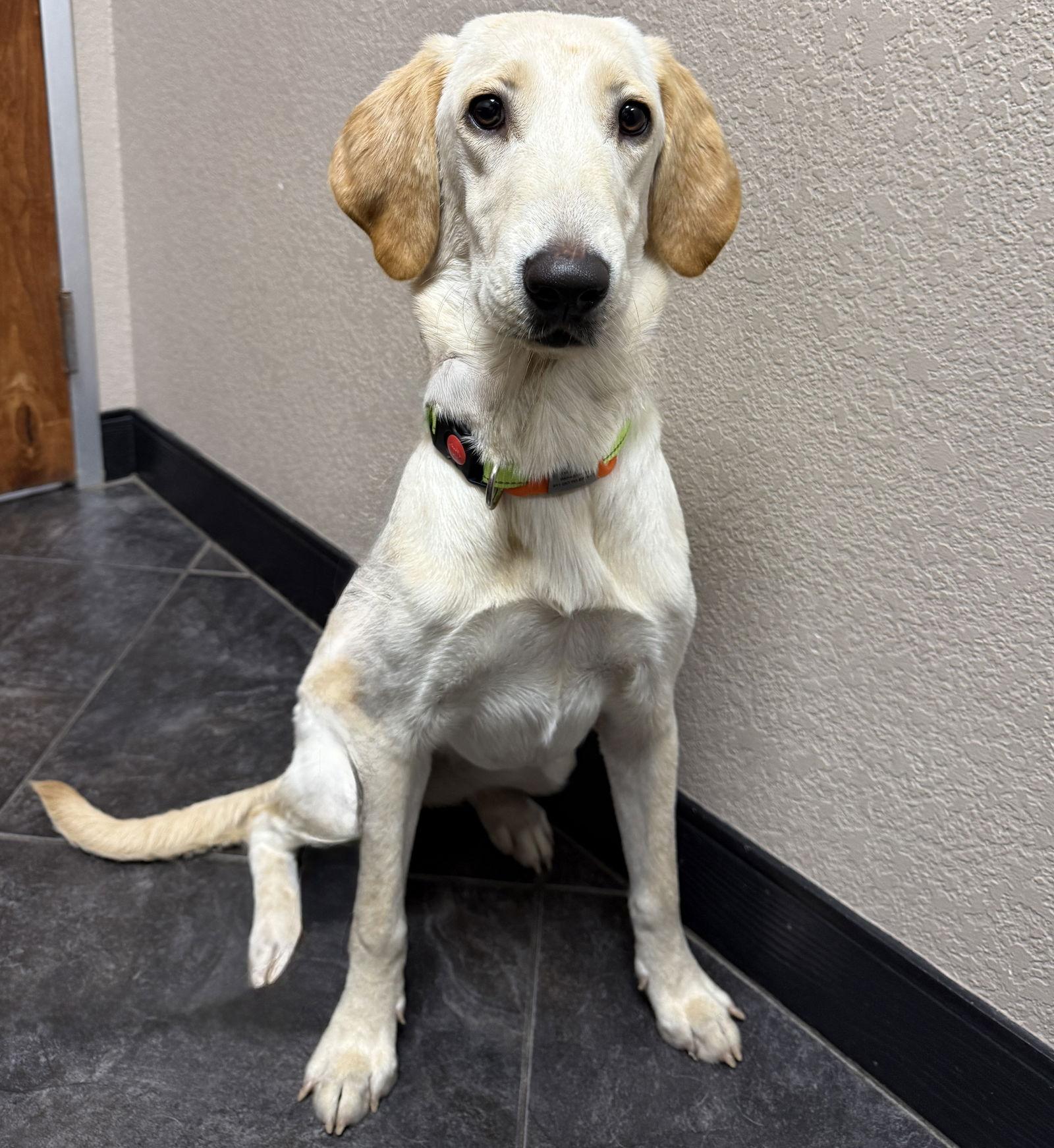 Bell, Adoptable, Young Female Labrador Retriever.
