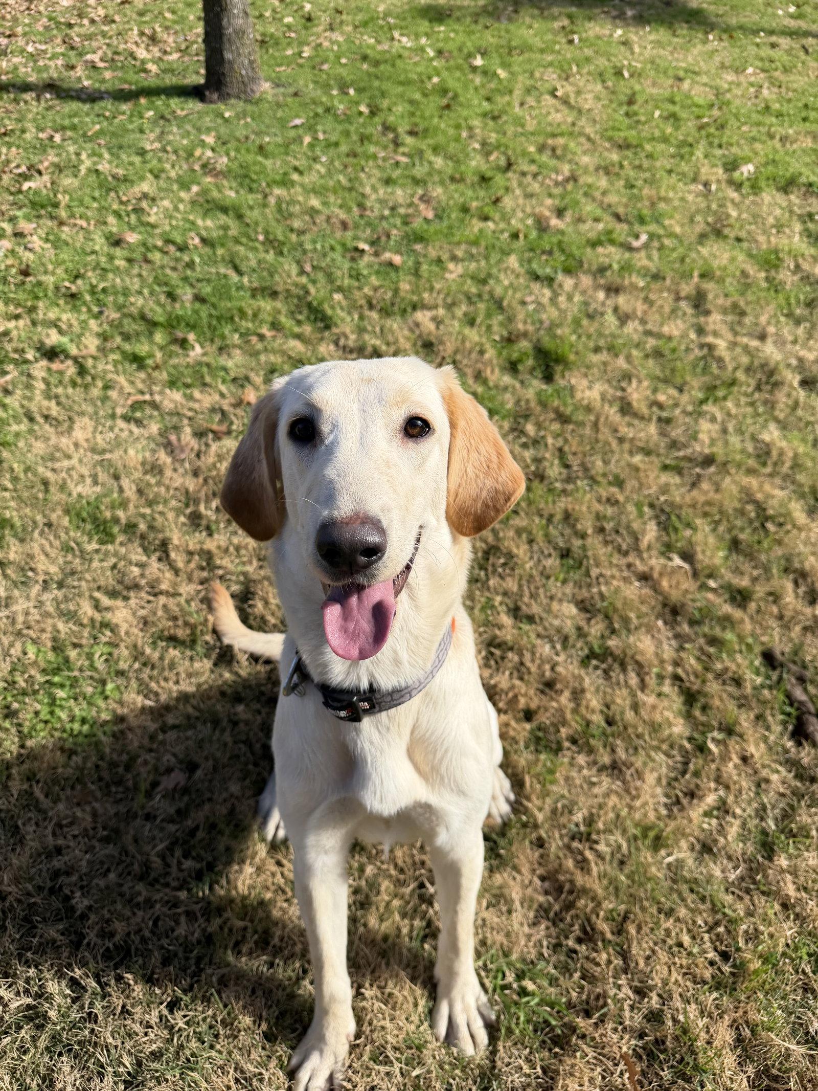 Enlarge Belle, a Adoptable Labrador Retriever in Denton, TX image 3/3