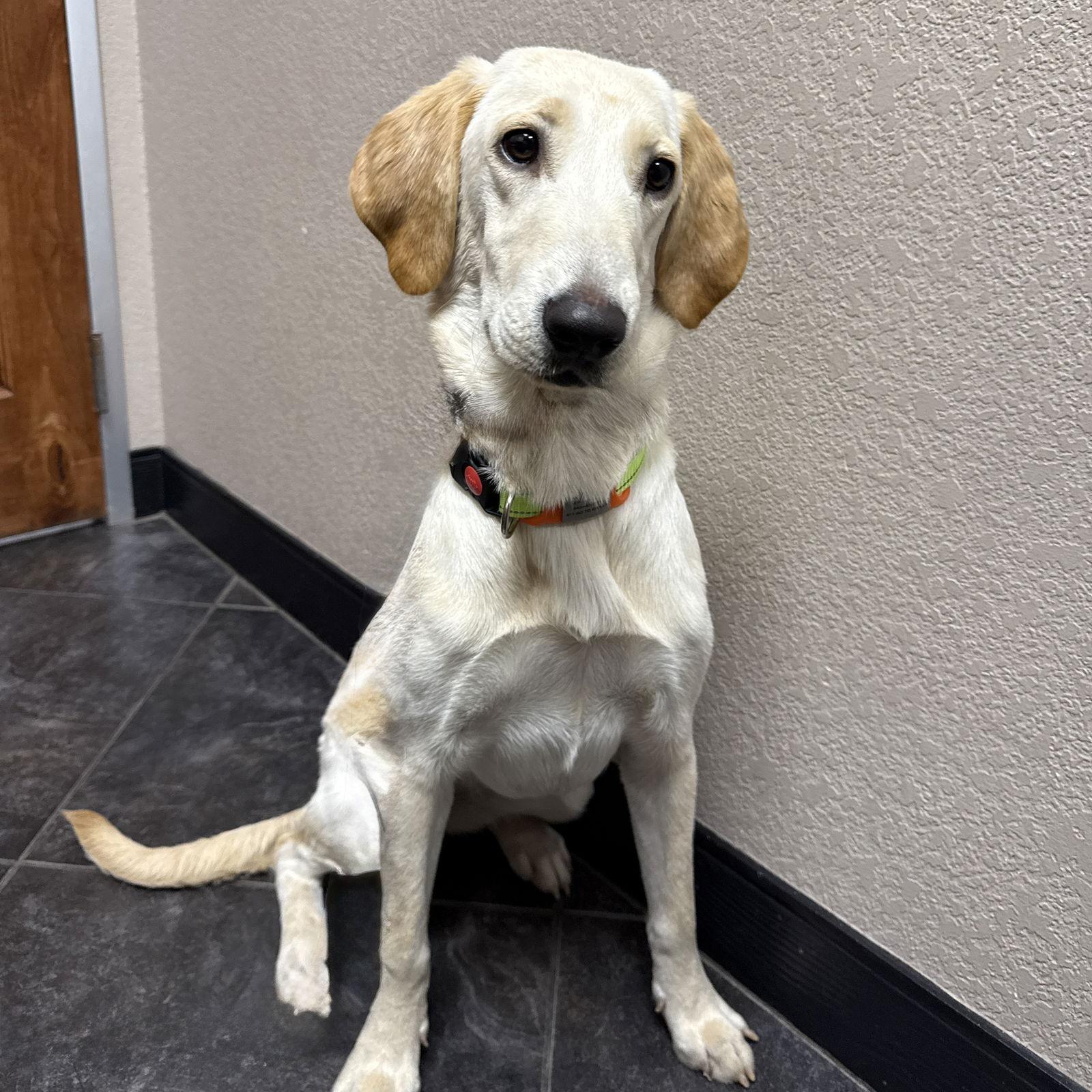 Bell, a Adoptable Labrador Retriever image 2/3