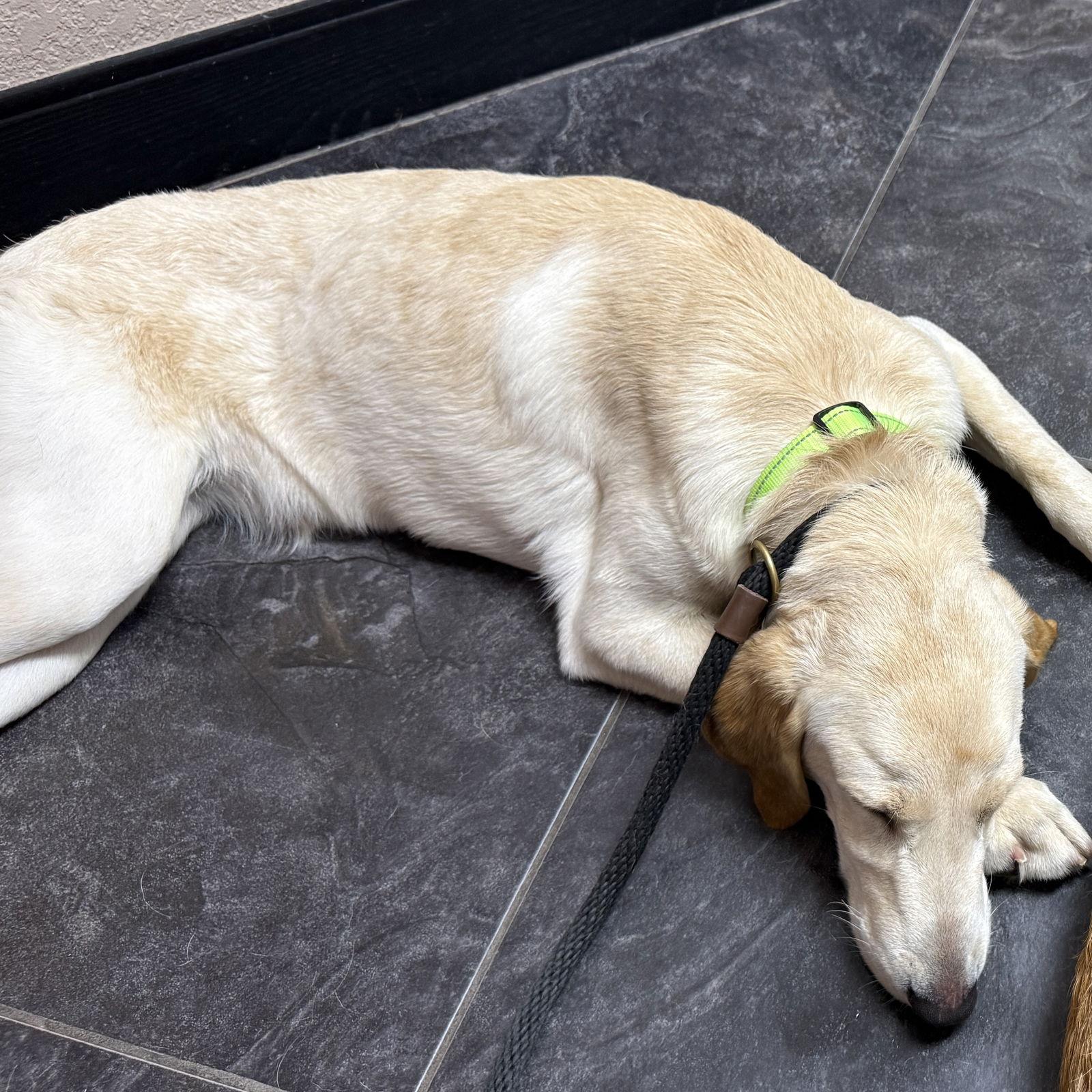 Bell, a Adoptable Labrador Retriever image 3/3