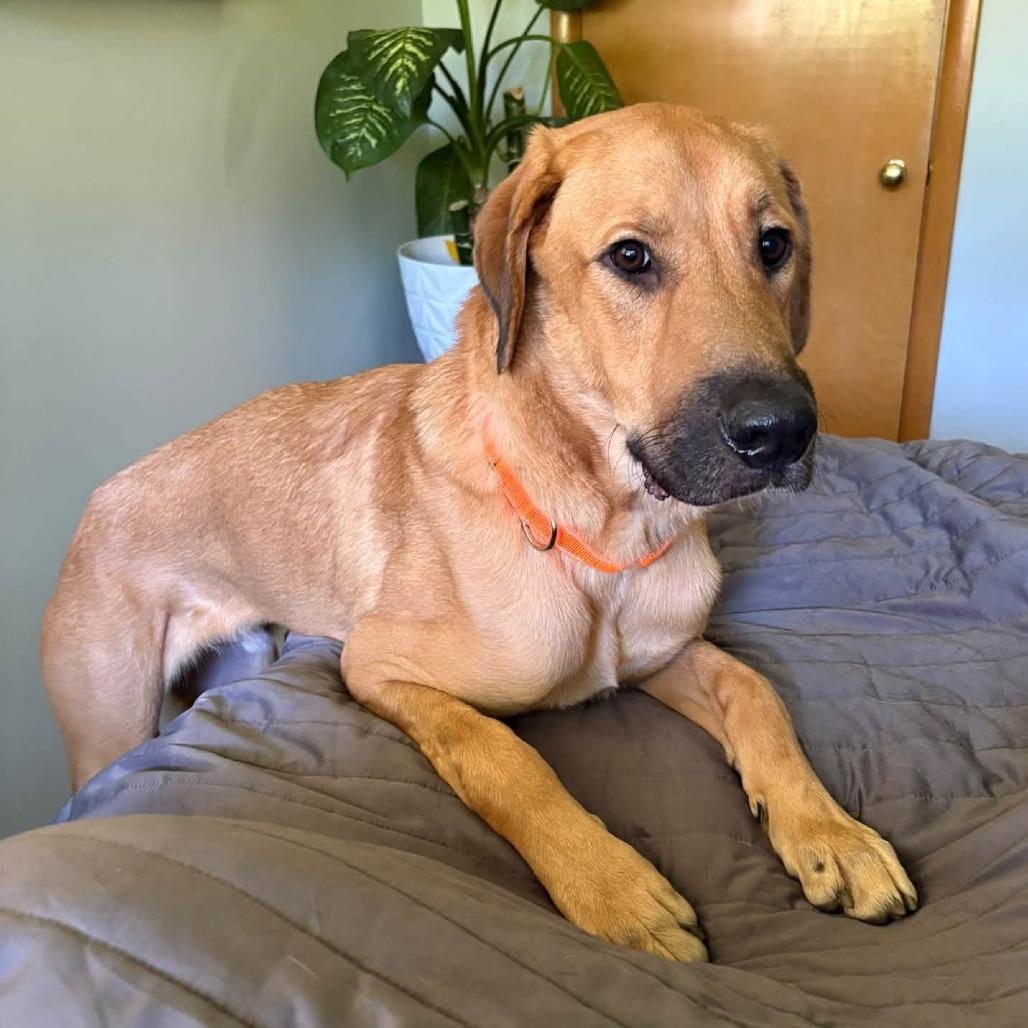 Tweezer-Foster, Adoptable, Young Male Mixed Breed.