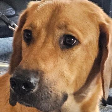 Enlarge Tweezer-Foster, a Adoptable Mixed Breed in Grand Rapids, MI image 2/6