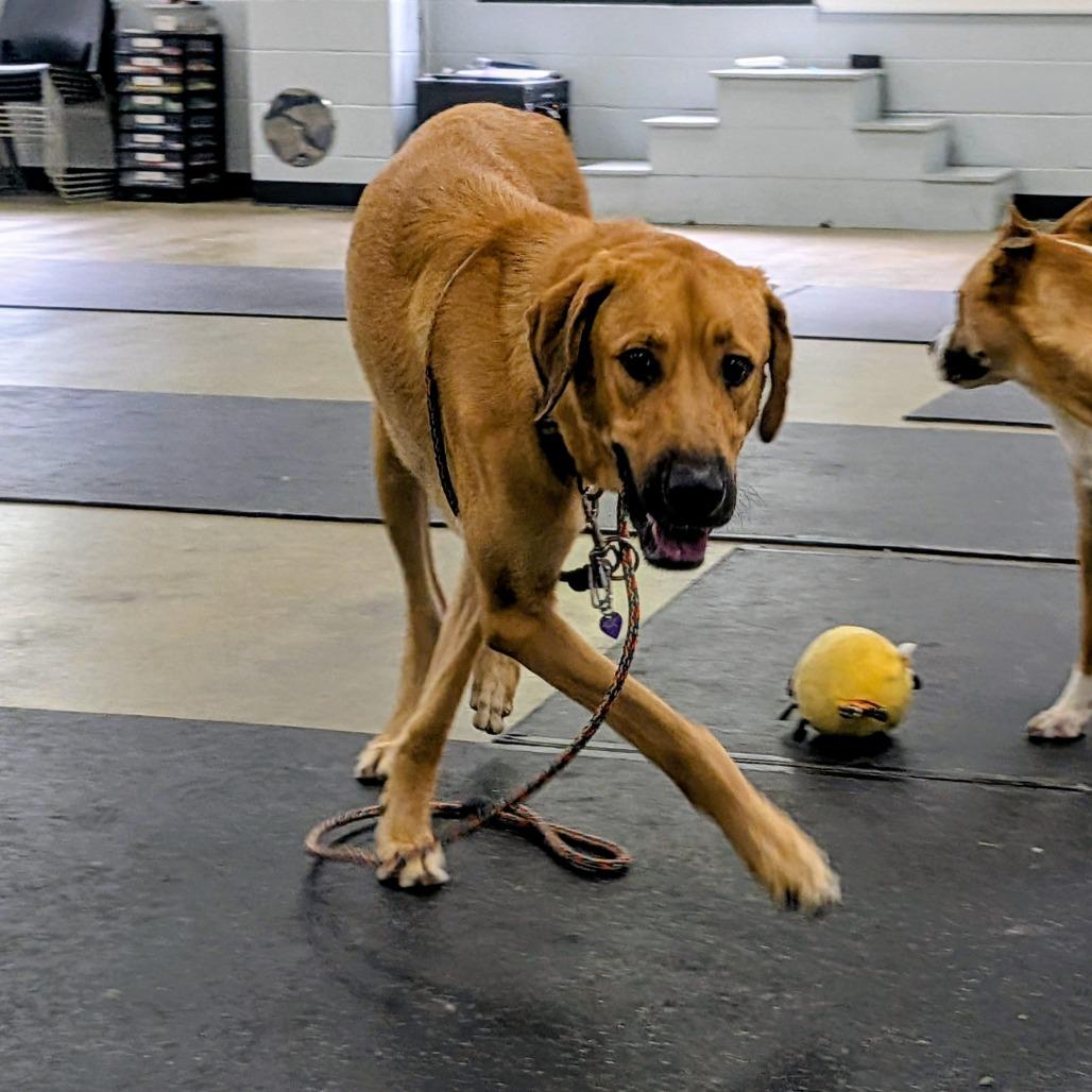 Enlarge Tweezer-Foster, a Adoptable Mixed Breed in Grand Rapids, MI image 3/6
