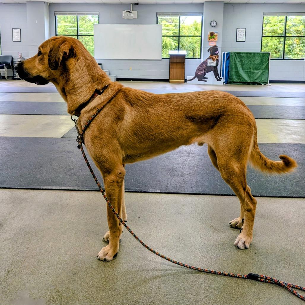 Enlarge Tweezer-Foster, a Adoptable Mixed Breed in Grand Rapids, MI image 5/6