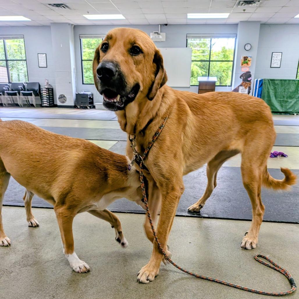 Enlarge Tweezer-Foster, a Adoptable Mixed Breed in Grand Rapids, MI image 6/6
