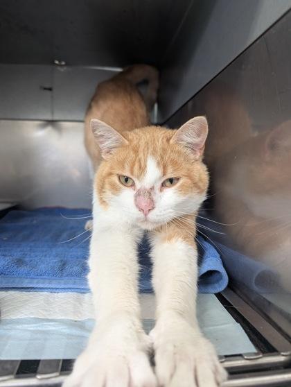 Myles, Adoptable, Young Male Domestic Short Hair & Domestic Short Hair.