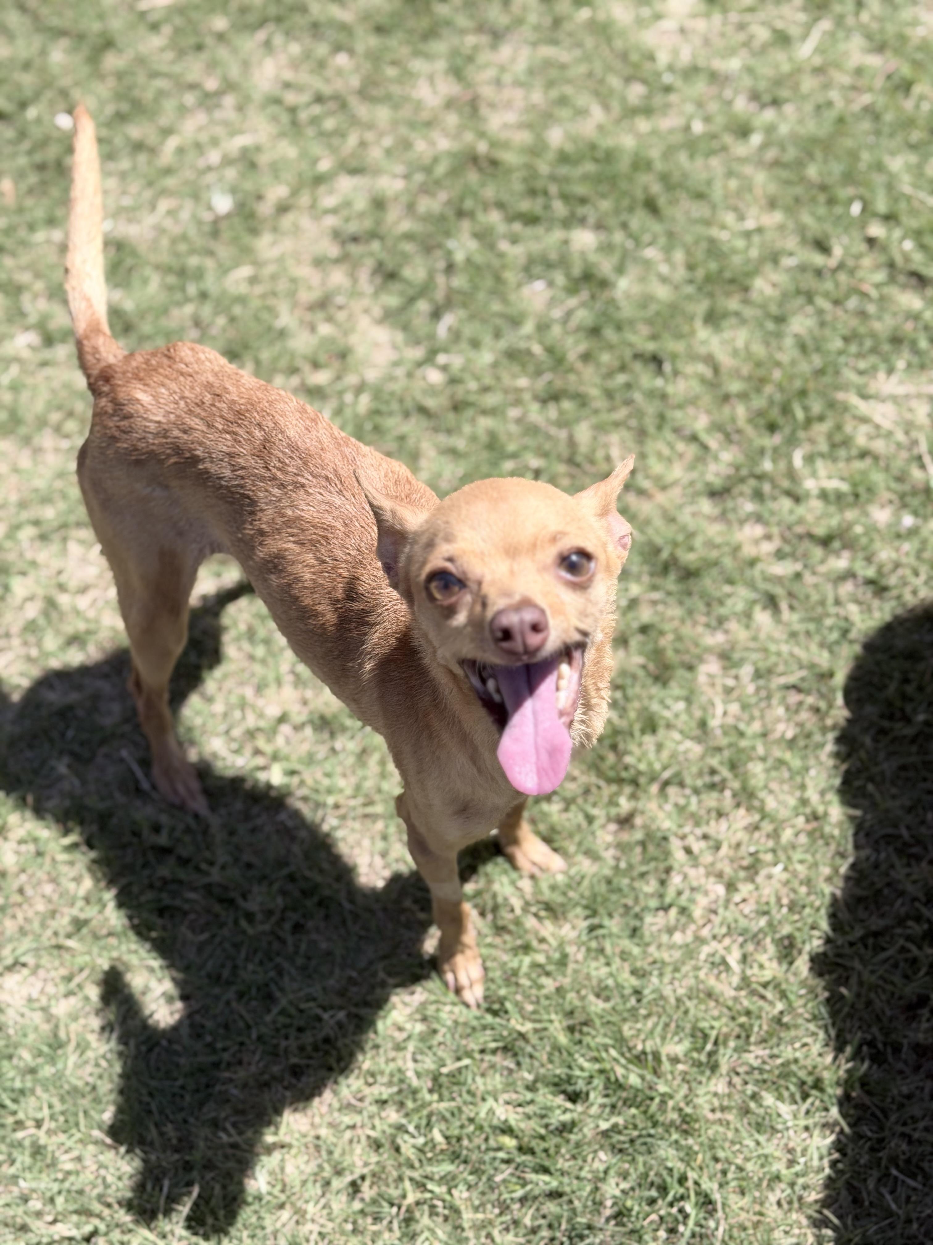 Polly, an adopted mixed breed in Lubbock, TX image 2/6