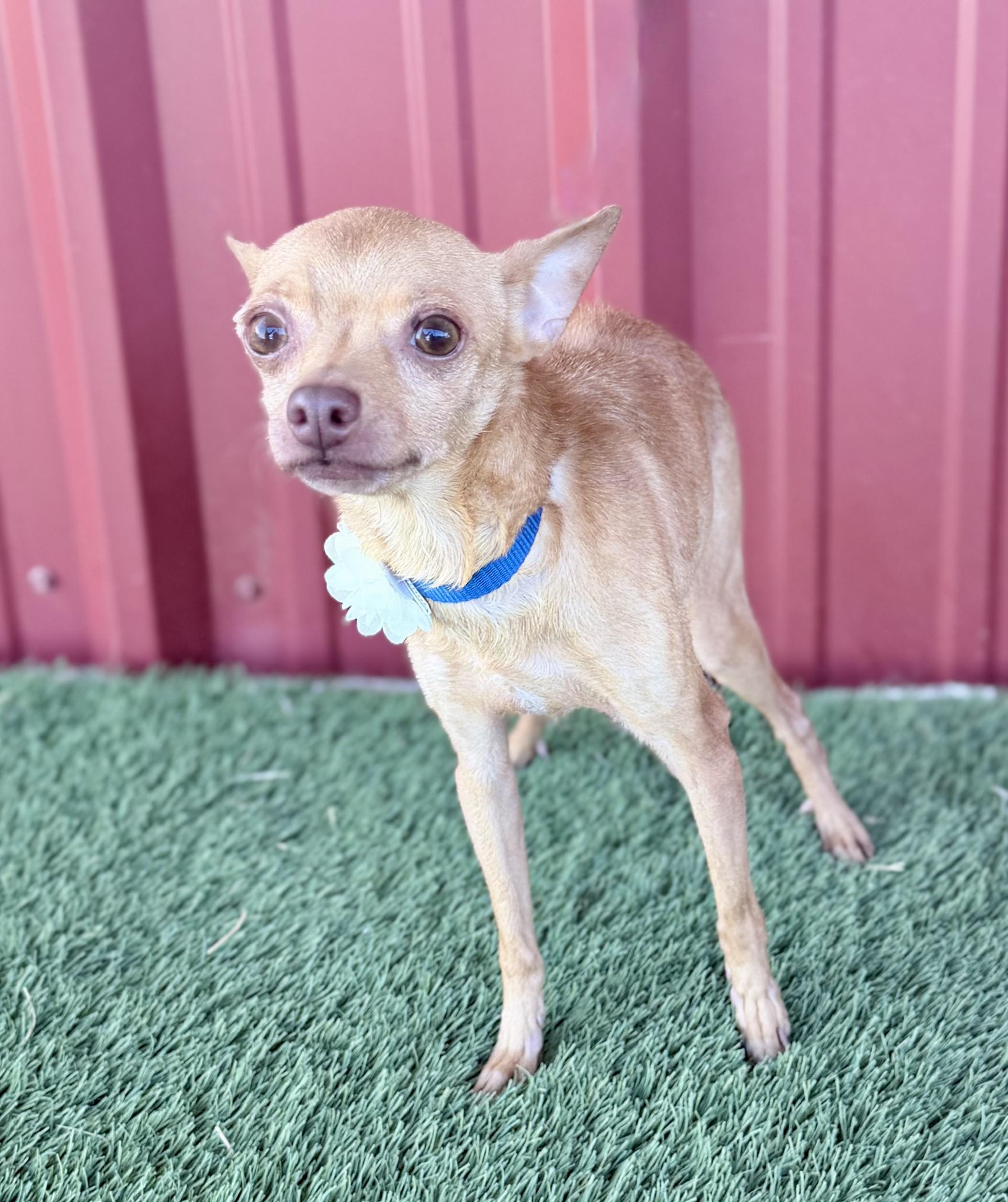 Polly, an adopted mixed breed in Lubbock, TX image 1/6
