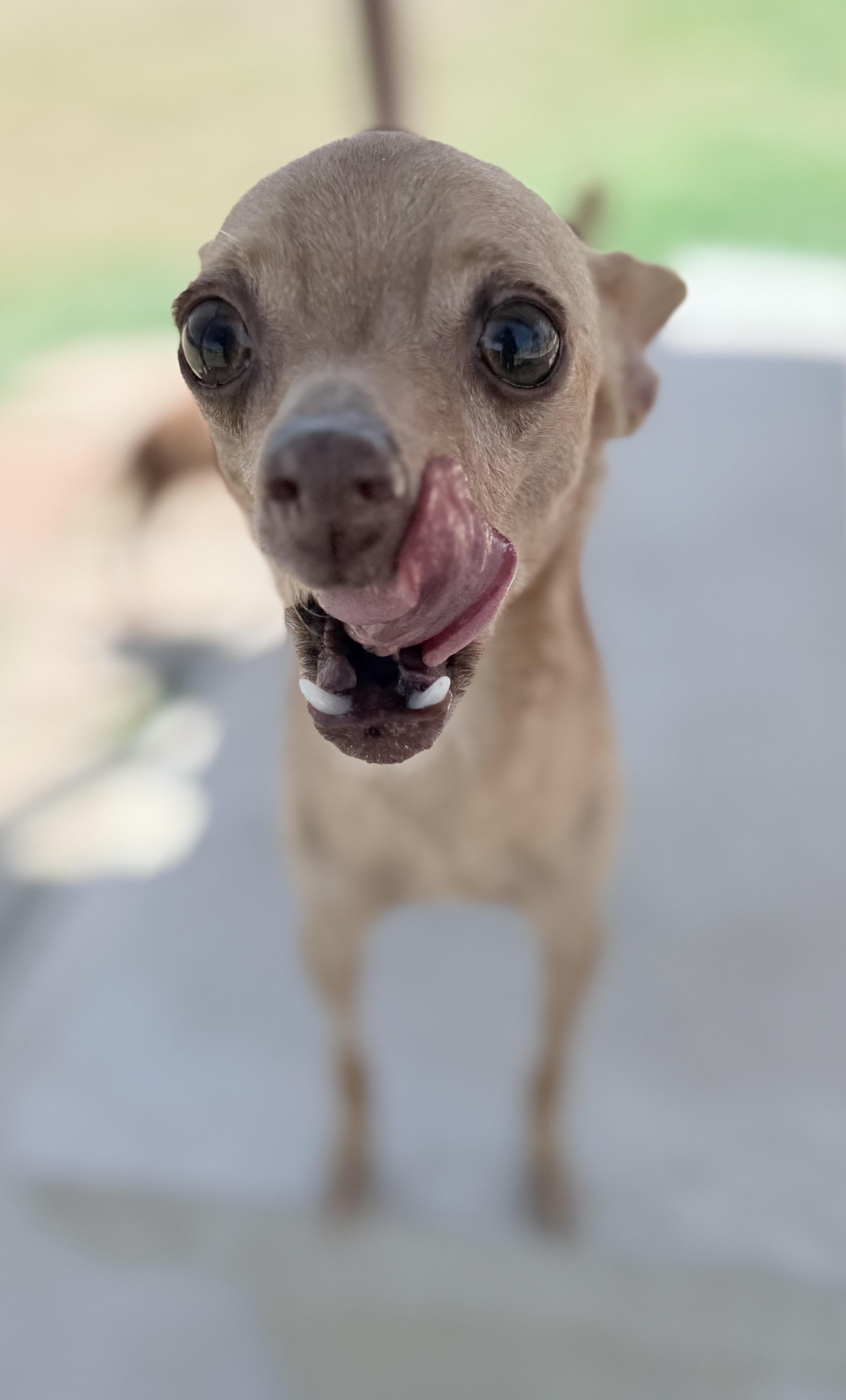 Polly, an adopted mixed breed in Lubbock, TX image 6/6