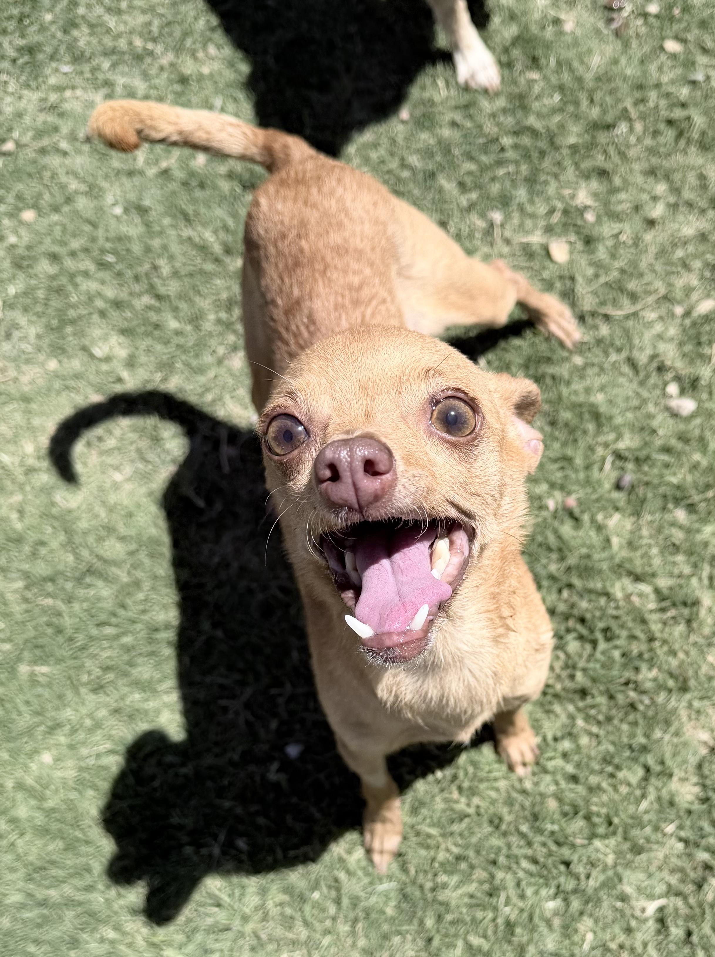Polly, an adopted mixed breed in Lubbock, TX image 5/6
