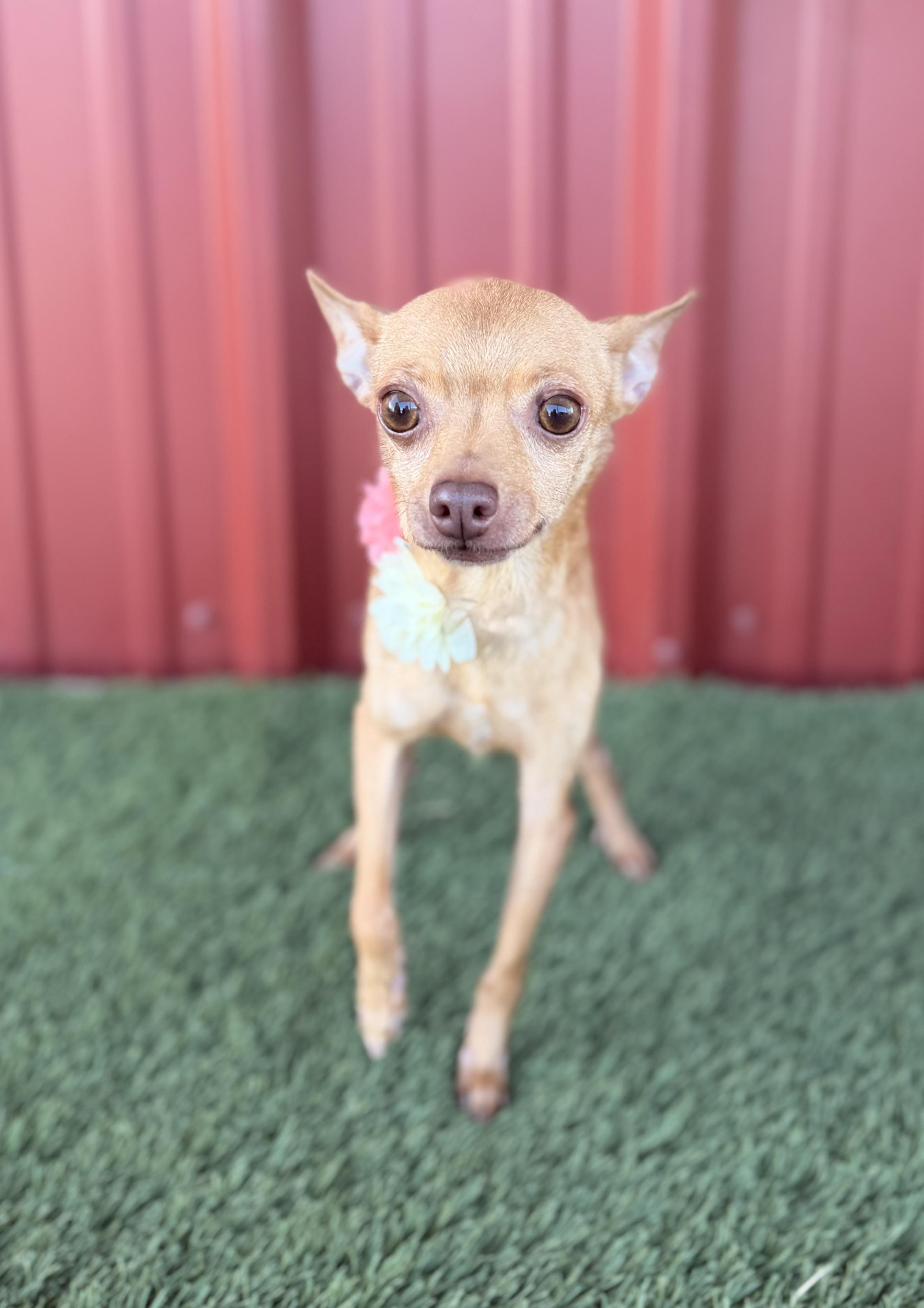 Polly, an adopted mixed breed in Lubbock, TX image 3/6