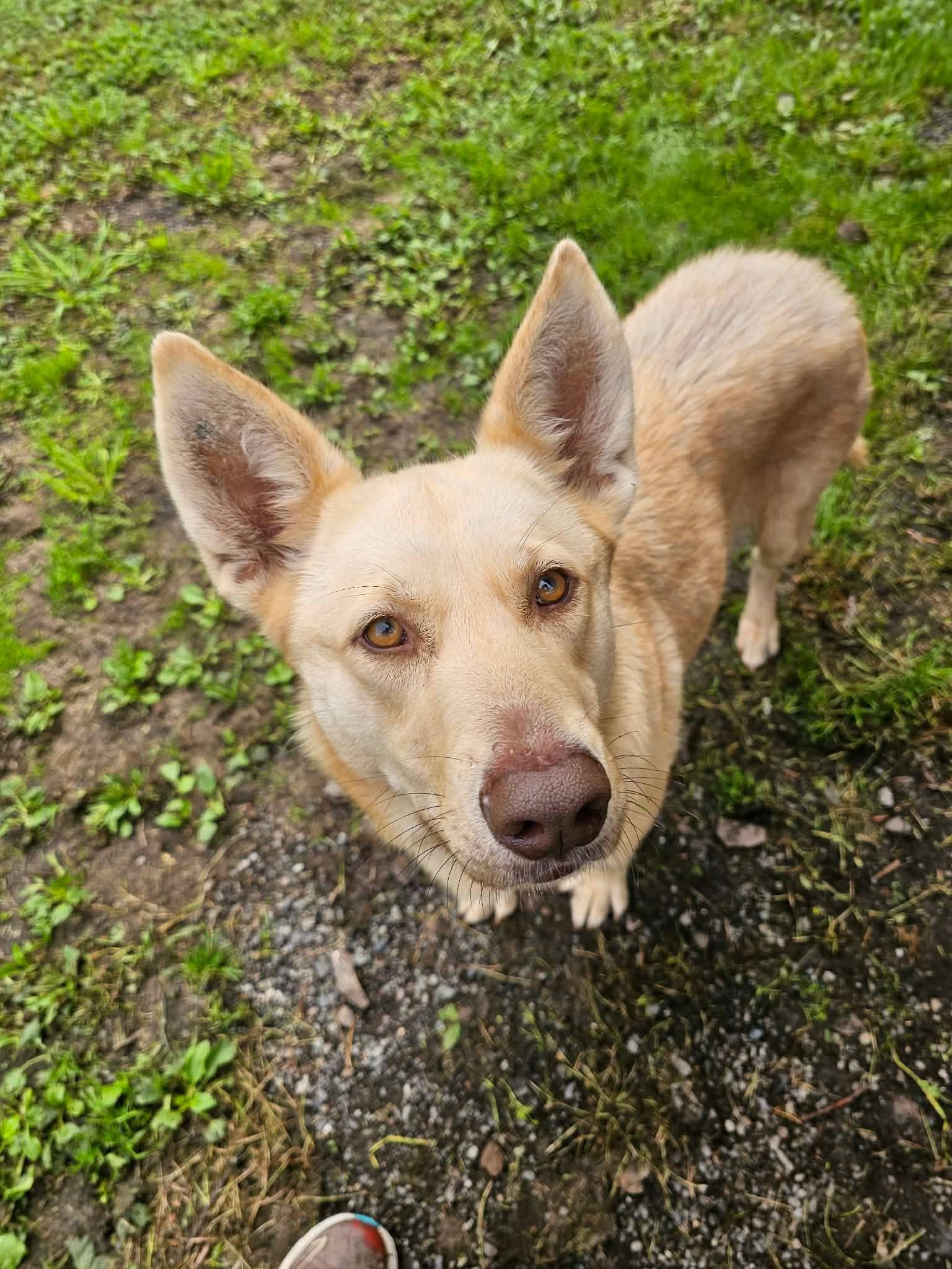 Enlarge Bella, a Adoptable mixed breed in Crescent city, CA image 4/6